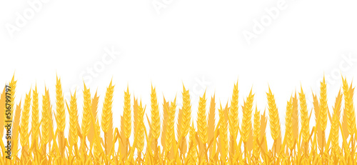 Background of field with wheat. Border with yellow spikes.