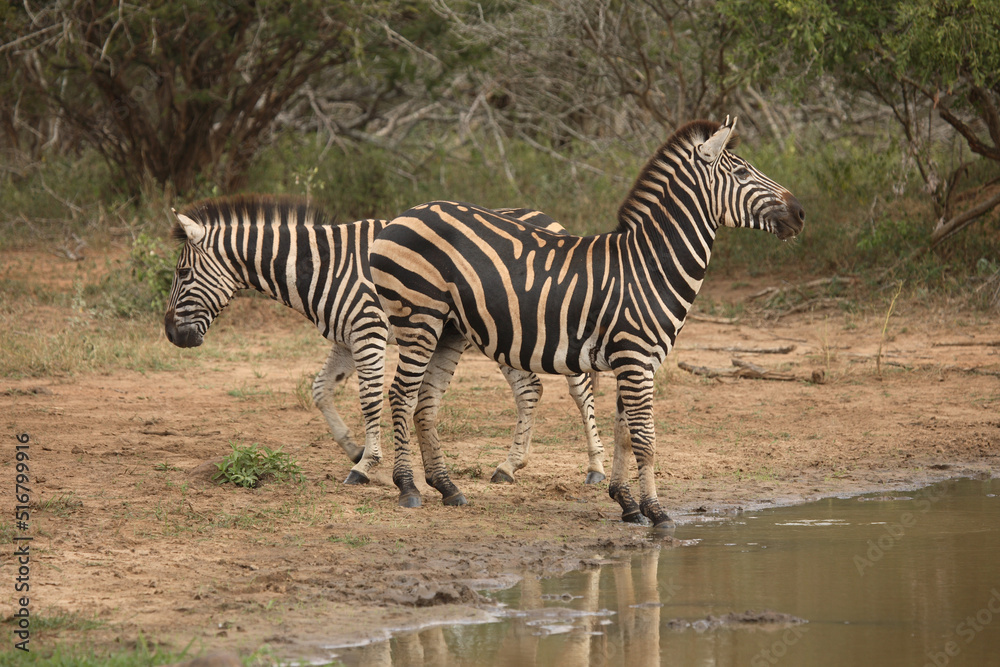 Obraz premium Steppenzebra / Burchell´s Zebra / Equus burchellii