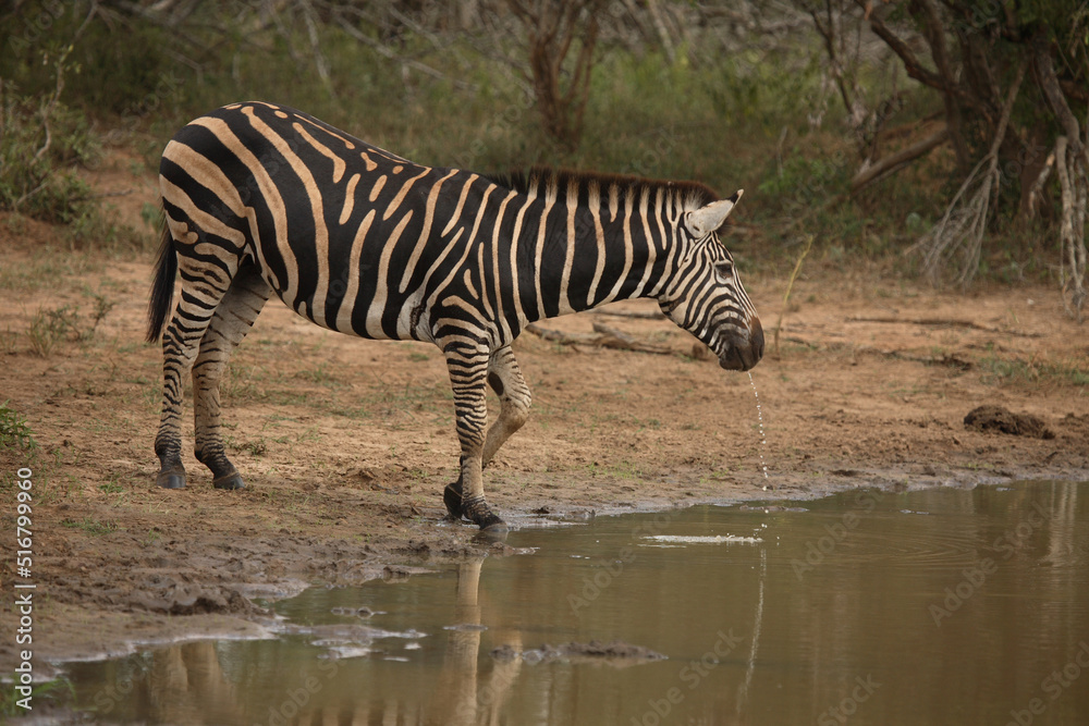 Steppenzebra / Burchell´s Zebra / Equus burchellii Steppenzebra / Burchell´s Zebra / Equus burchellii