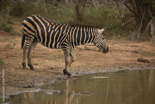 Steppenzebra   Burchell  s Zebra   Equus burchellii