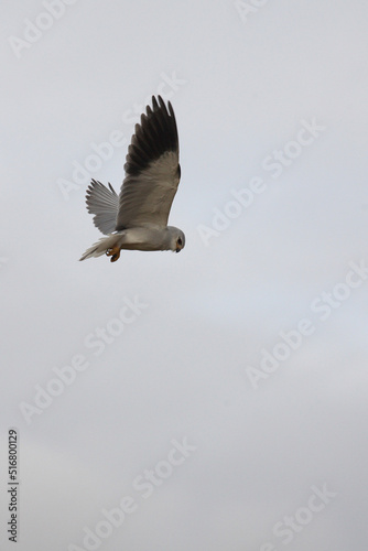 Gleitaar / Black-shouldered kite or Black-winged kite / Elanus caeruleus