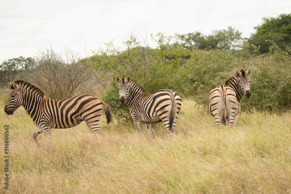 Obraz premium Steppenzebra / Burchell´s Zebra / Equus burchellii
