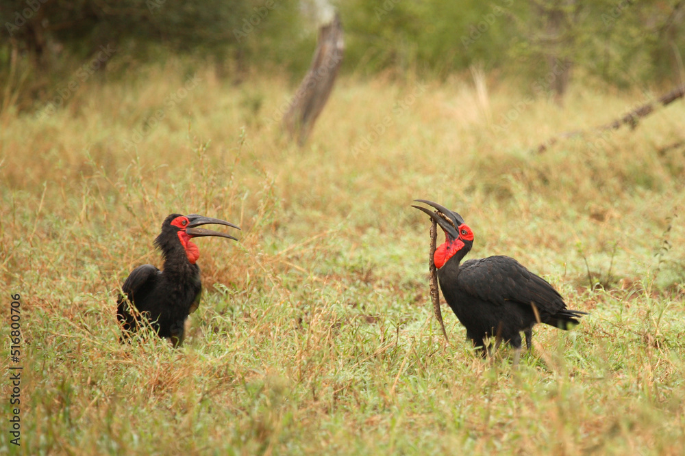 Kaffernhornrabe / Southern Ground Hornbill / Bucorvus leadbeateri. Kaffernhornrabe / Southern Ground Hornbill / Bucorvus leadbeateri.