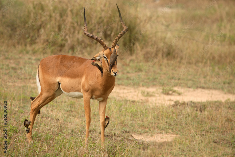 Fototapeta premium Schwarzfersenantilope und Rotschnabel-Madenhacker / Impala and Red-billed oxpecker / Aepyceros melampus et Buphagus erythrorhynchus