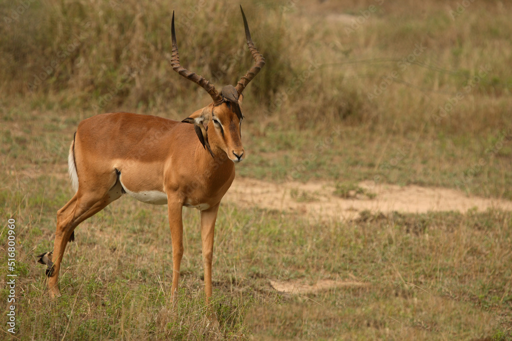 Schwarzfersenantilope und Rotschnabel-Madenhacker / Impala and Red-billed oxpecker / Aepyceros melampus et Buphagus erythrorhynchus Schwarzfersenantilope und Rotschnabel-Madenhacker / Impala and Red-billed oxpecker / Aepyceros melampus et Buphagus erythrorhynchus
