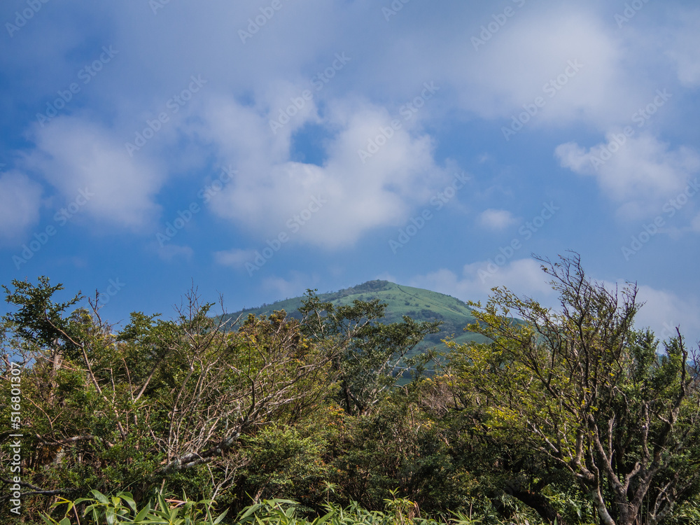 夏の伊豆山稜線歩道の風景