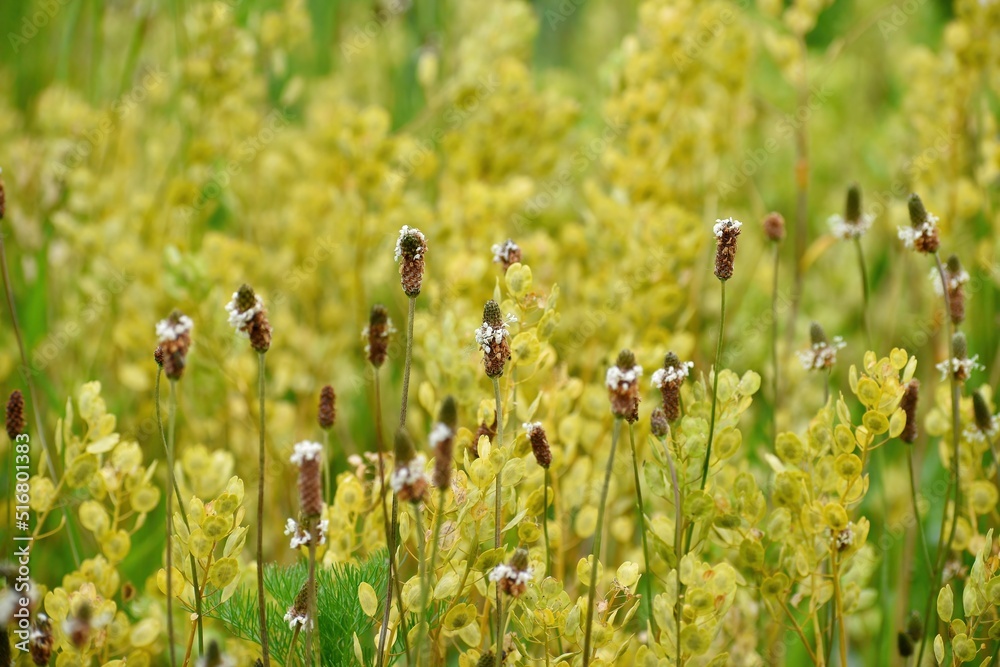 Flowers in the field on a summer day. Flowers in the field on a summer day.