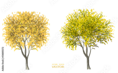 Vector watercolor autumn tree side view isolated on white background for landscape and architecture drawing, elements for environment or and garden,botanical elements for section 