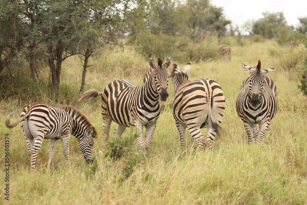 Steppenzebra / Burchell's Zebra / Equus burchellii Steppenzebra / Burchell's Zebra / Equus burchellii