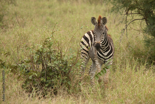 Steppenzebra   Burchell s Zebra   Equus burchellii