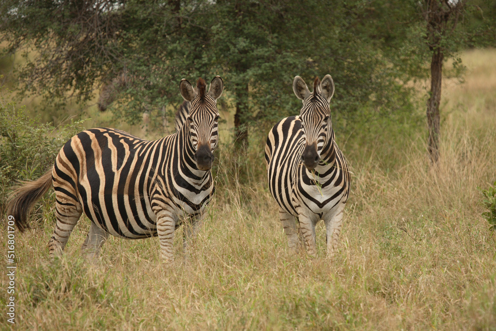 Steppenzebra / Burchell´s Zebra / Equus burchellii Steppenzebra / Burchell´s Zebra / Equus burchellii