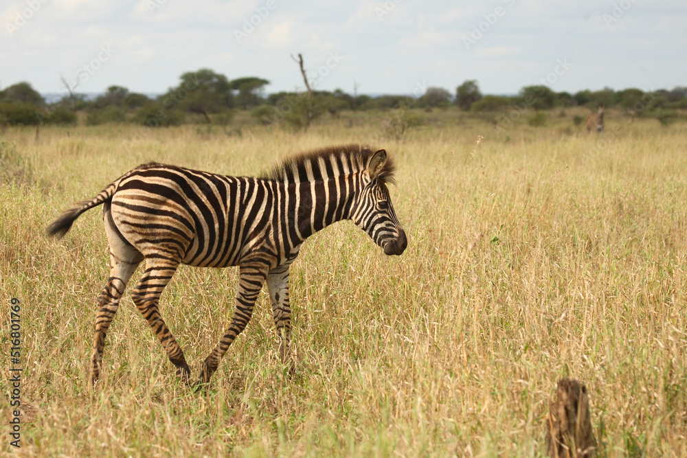 Steppenzebra / Burchell's Zebra / Equus burchellii Steppenzebra / Burchell's Zebra / Equus burchellii