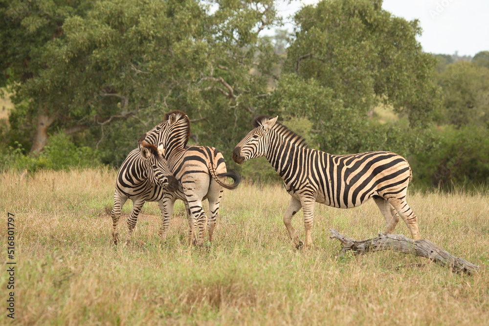 Obraz premium Steppenzebra / Burchell´s Zebra / Equus burchellii