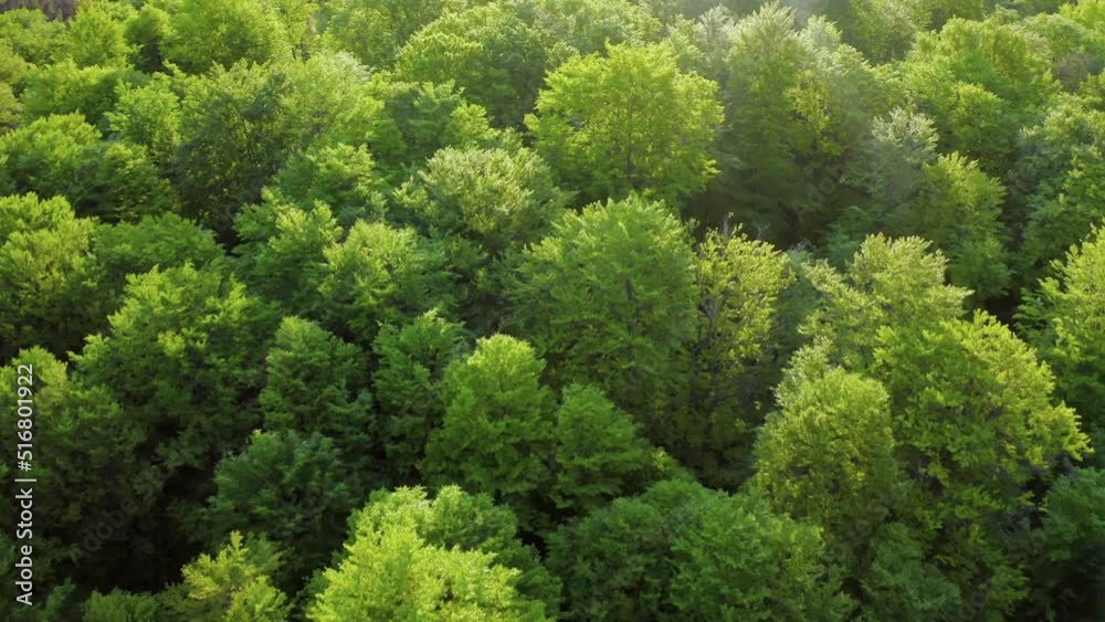 Aerial flight above fresh forest lush trees. Aerial flight above fresh forest lush trees.