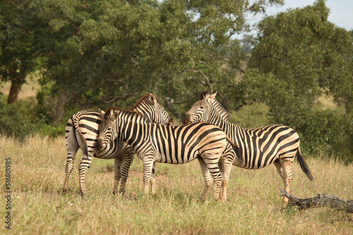 Steppenzebra   Burchell  s Zebra   Equus burchellii