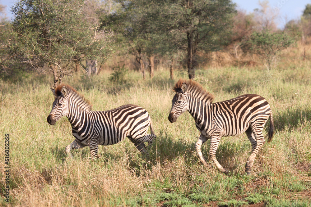 Obraz premium Steppenzebra / Burchell's Zebra / Equus burchellii