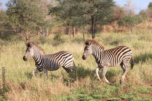 Steppenzebra   Burchell s Zebra   Equus burchellii