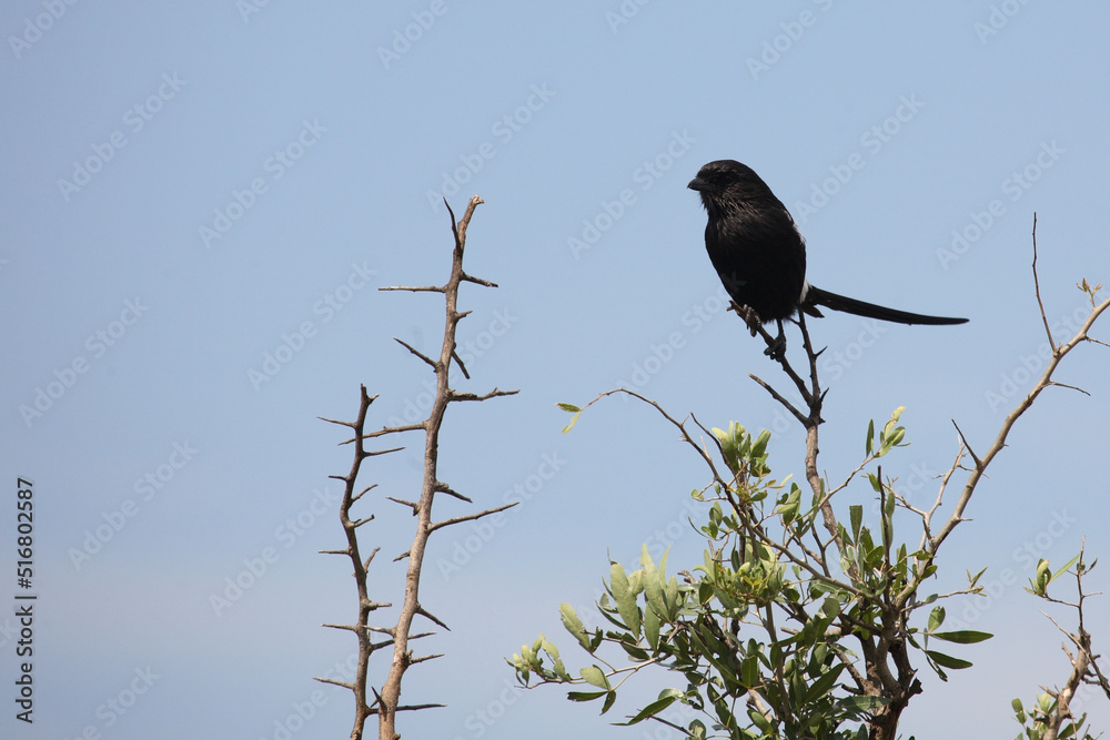 Schachwürger / Longtailed shrike Magpie shrike / Lanius schach