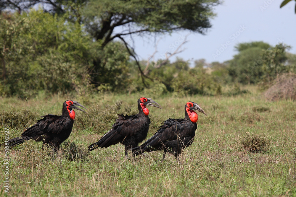 Kaffernhornrabe / Southern Ground Hornbill / Bucorvus leadbeateri. Kaffernhornrabe / Southern Ground Hornbill / Bucorvus leadbeateri.