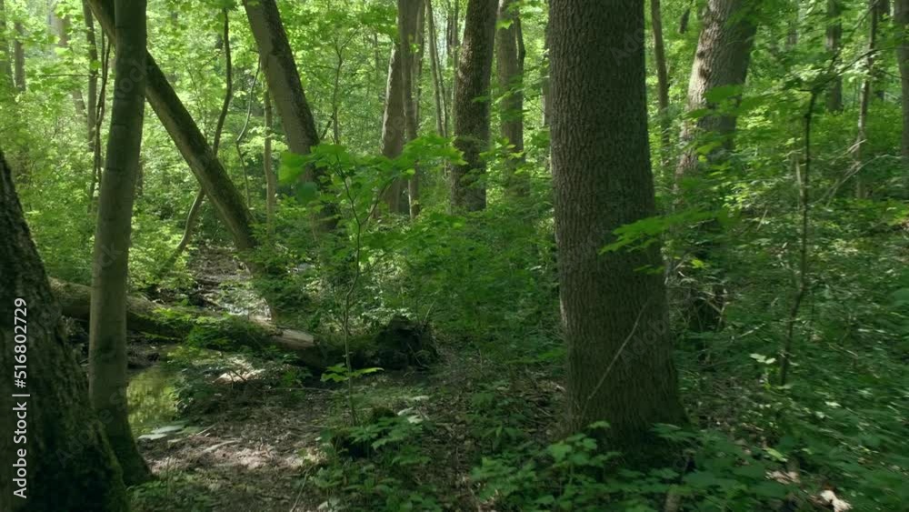 Stream In summer Forest. Sunny spring green forest river landscape. POV. Stream In summer Forest. Sunny spring green forest river landscape. POV.