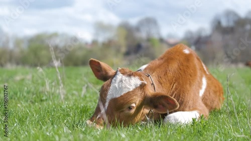 Young sick of thirsty calf resting on green pasture grass on summer day. Feeding of cattle on farm grassland