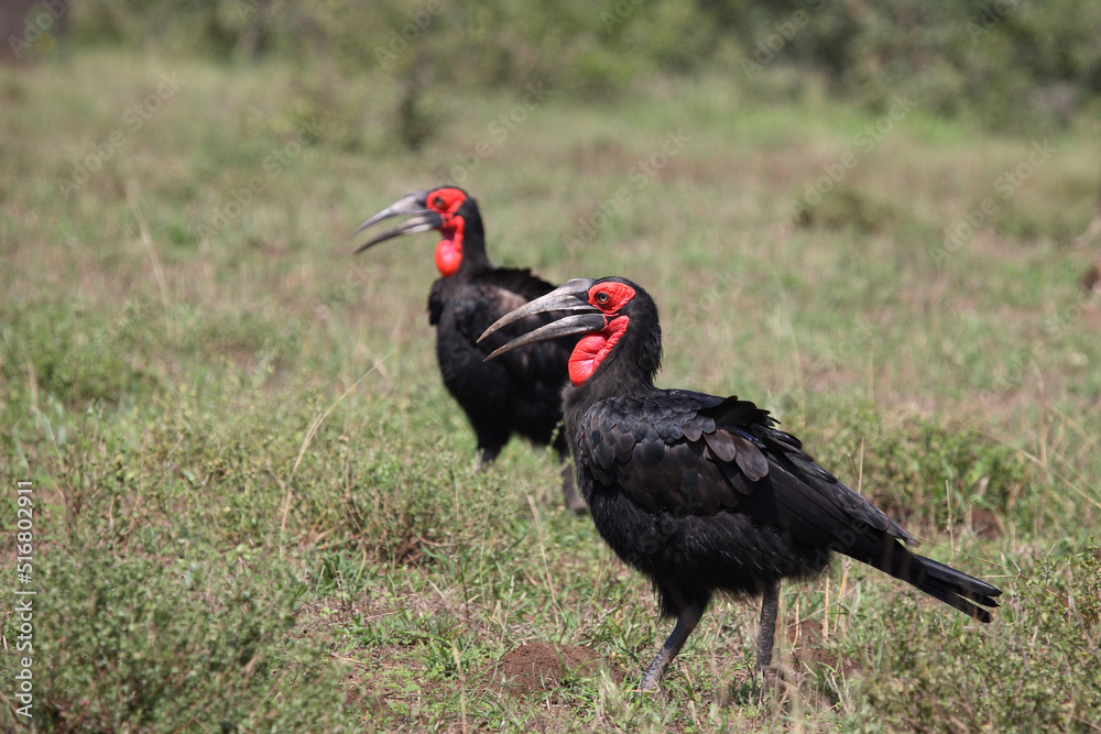 Obraz premium Kaffernhornrabe / Southern Ground Hornbill / Bucorvus leadbeateri.
