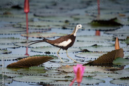 pheasant-tailed jacana walking on lotus leaves. Shot from wetland in Thailand. photo