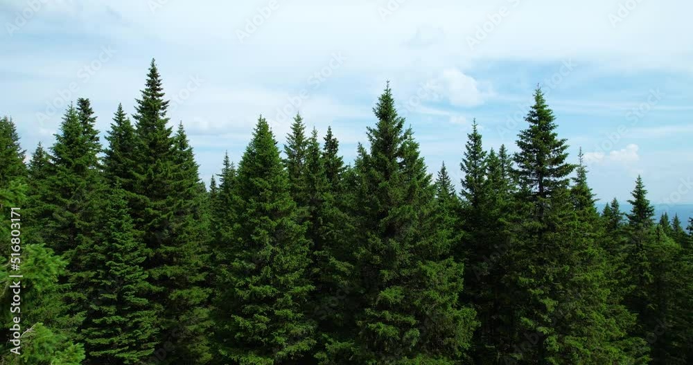 Aerial drone slowly flies between the tops of the fir trees, demonstrating the beauty of the pine forest.The tops of a beautiful fluffy pine forest.Evergreens.The National Park of the Southern Urals. Aerial drone slowly flies between the tops of the fir trees, demonstrating the beauty of the pine forest.The tops of a beautiful fluffy pine forest.Evergreens.The National Park of the Southern Urals.