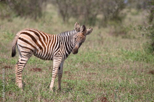 Steppenzebra   Burchell s Zebra   Equus burchellii