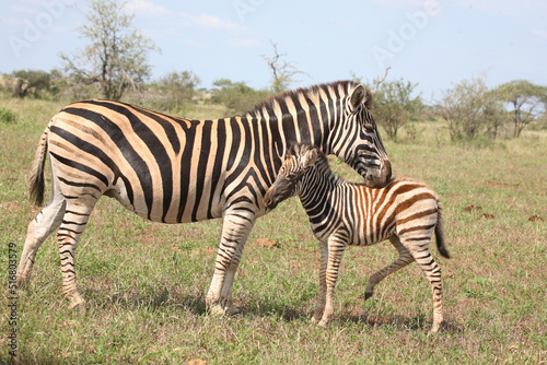 Steppenzebra   Burchell s Zebra   Equus burchellii