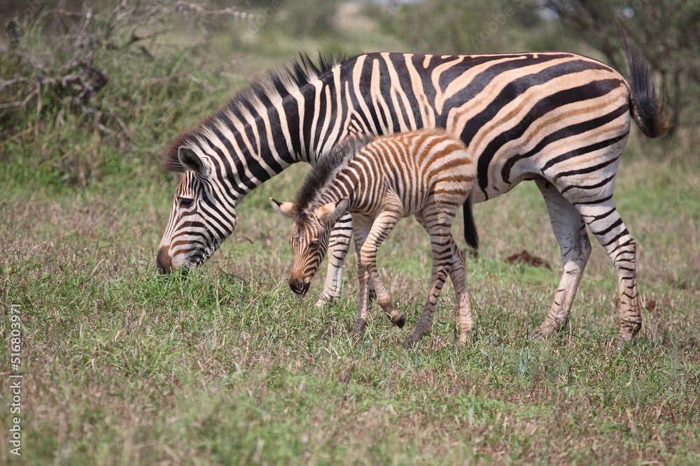 Steppenzebra / Burchell's Zebra / Equus burchellii Steppenzebra / Burchell's Zebra / Equus burchellii