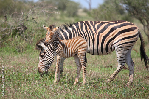 Steppenzebra / Burchell's Zebra / Equus burchellii