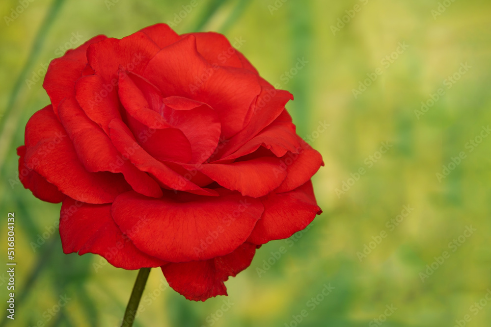 Red rose photographed on a green background Red rose photographed on a green background