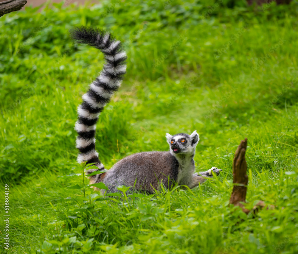 Fototapeta premium Lemur catta monkey portrait. Lemur is eating on the trunk and ground.