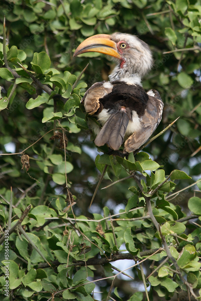 Fototapeta premium Südlicher Gelbschnabeltoko / Southern yellow-billed hornbill / Tockus leucomelas