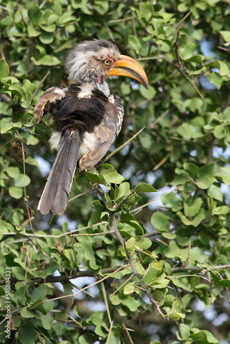 Südlicher Gelbschnabeltoko / Southern yellow-billed hornbill / Tockus leucomelas