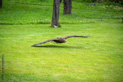 The eagle bird (latin name Haliaeetus albicilla) is flying above the grass.