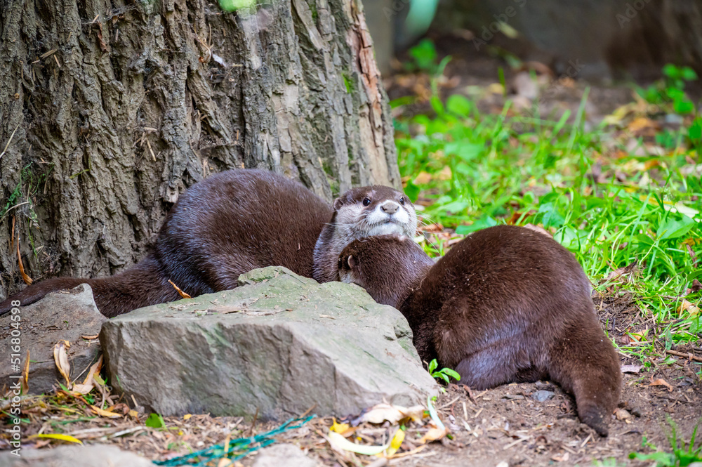 The otter (latin name Aonyx cinerea) relaxation on the ground. The otter (latin name Aonyx cinerea) relaxation on the ground.