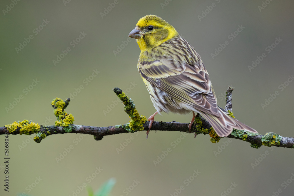 European serin bird on tree branch European serin bird on tree branch