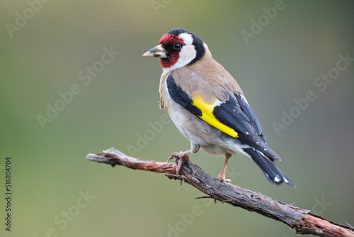 European goldfinch on tree branch photo