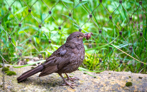 Black bird is holding the earthworm in his beak. Grass background. © Martin
