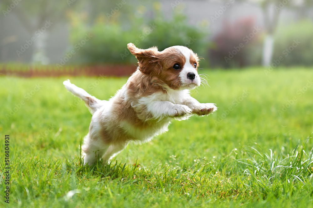 Puppy cavalier king charles spaniel jumping cheerfully on the green grass