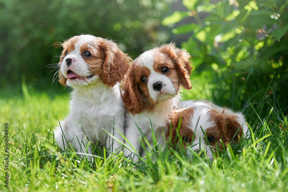 three little cute puppies of the Cavalier King Charles Spaniel breed are sitting on a green lawn