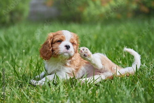 Obraz na płótnie Puppy cavalier king charles spaniel lies on the lawn w salonie