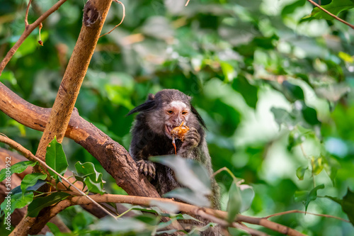 Monkey Callithrix penicillata is eating the insect and sitting on tree trunk. photo
