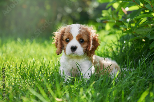 Valokuva Porter puppy breed cavalier king charles spaniel close-up