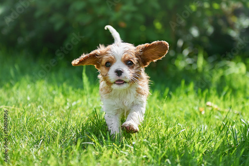 Cavalier King Charles Spaniel puppy runs merrily across the lawn