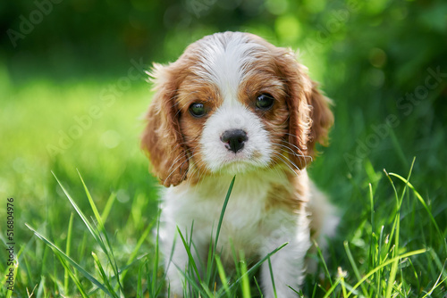 Obraz na płótnie Porter puppy breed cavalier king charles spaniel close-up w salonie