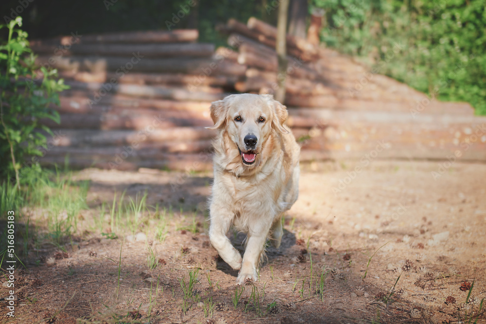portrait of a dog breed golden retriever in motion, walking through the woods with a dog