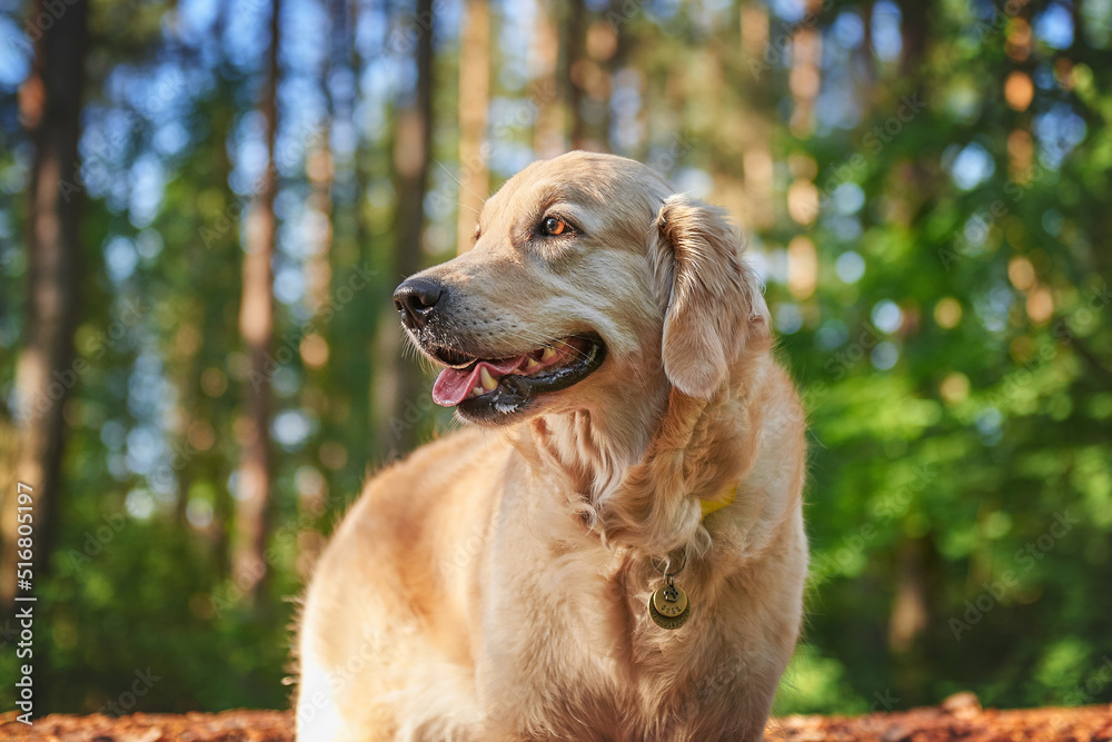 portrait of dog breed golden retriever close up, copy space